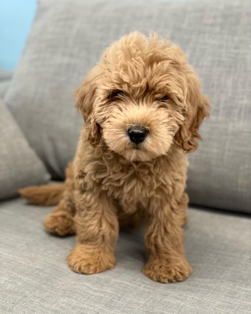 Bay Area Golden Doodles - Puppies Available Now 650-977-9284